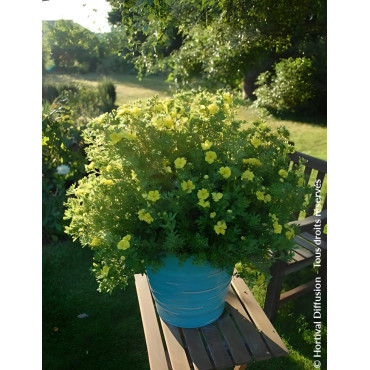 POTENTILLA fruticosa DOUBLE PUNCH® GOLD- Potentille