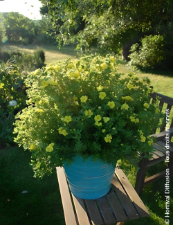 POTENTILLA fruticosa DOUBLE PUNCH® GOLD- Potentille