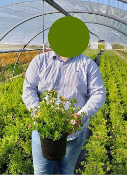 POTENTILLA fruticosa DOUBLE PUNCH® PEACH - Potentille En pot de 4-5 litres buisson hauteur 030-040 cm