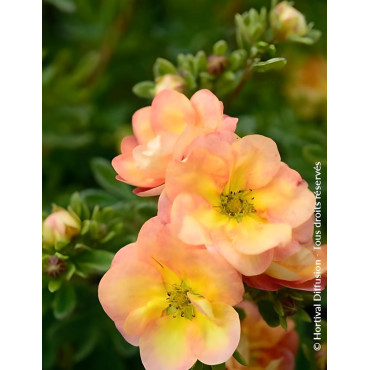 POTENTILLA fruticosa DOUBLE PUNCH® PEACH - Potentille