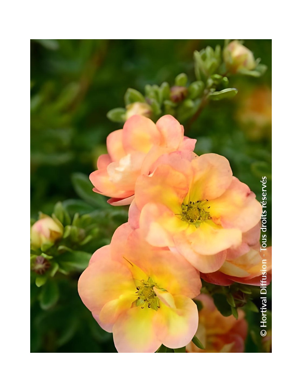 POTENTILLA fruticosa DOUBLE PUNCH® PEACH - Potentille