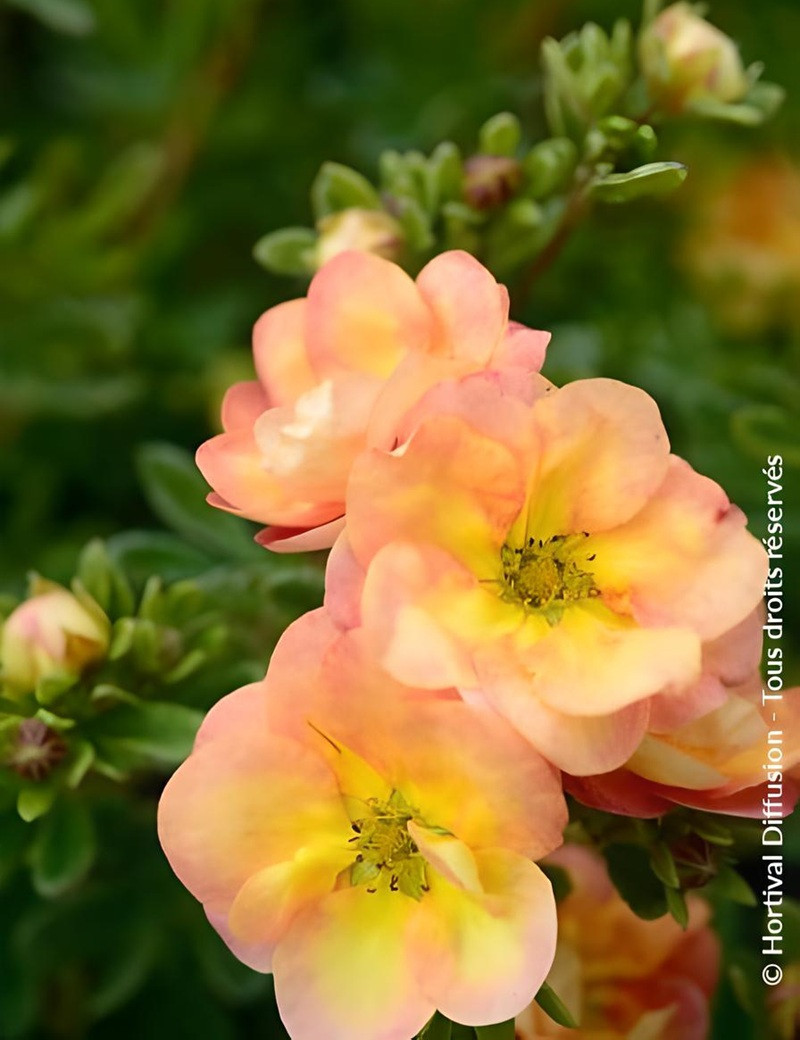 POTENTILLA fruticosa DOUBLE PUNCH® PEACH - Potentille
