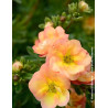 POTENTILLA fruticosa DOUBLE PUNCH® PEACH - Potentille