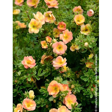 POTENTILLA fruticosa DOUBLE PUNCH® PEACH - Potentille
