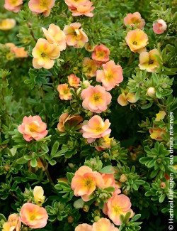POTENTILLA fruticosa DOUBLE PUNCH® PEACH - Potentille