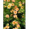 POTENTILLA fruticosa DOUBLE PUNCH® PEACH - Potentille