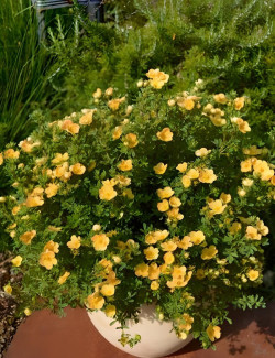 POTENTILLA fruticosa DOUBLE PUNCH® PEACH - Potentille