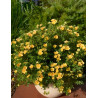 POTENTILLA fruticosa DOUBLE PUNCH® PEACH - Potentille