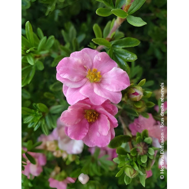 POTENTILLA fruticosa DOUBLE PUNCH® PINK - Potentille