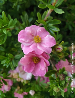 POTENTILLA fruticosa DOUBLE PUNCH® PINK - Potentille