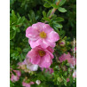 POTENTILLA fruticosa DOUBLE PUNCH® PINK - Potentille
