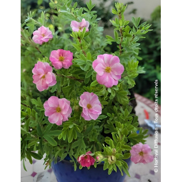 POTENTILLA fruticosa DOUBLE PUNCH® PINK - Potentille