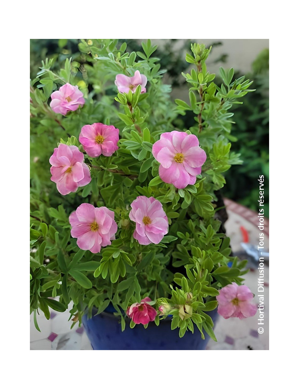 POTENTILLA fruticosa DOUBLE PUNCH® PINK - Potentille