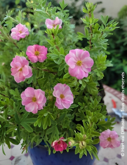 POTENTILLA fruticosa DOUBLE PUNCH® PINK - Potentille