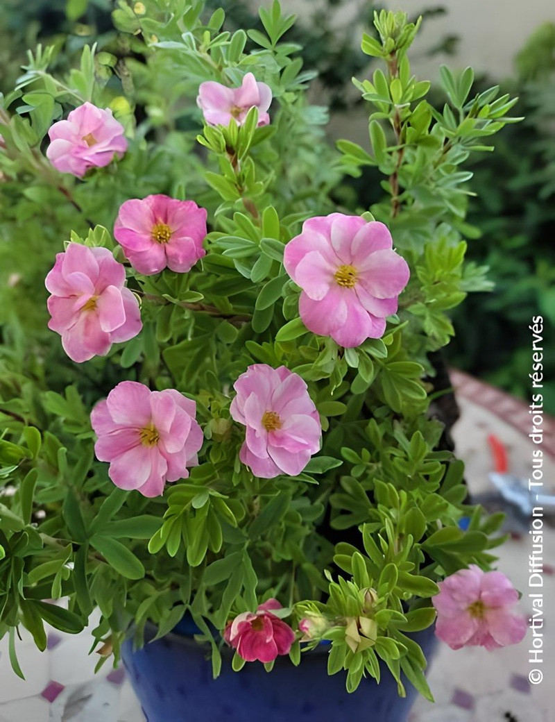 POTENTILLA fruticosa DOUBLE PUNCH® PINK - Potentille