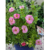 POTENTILLA fruticosa DOUBLE PUNCH® PINK - Potentille