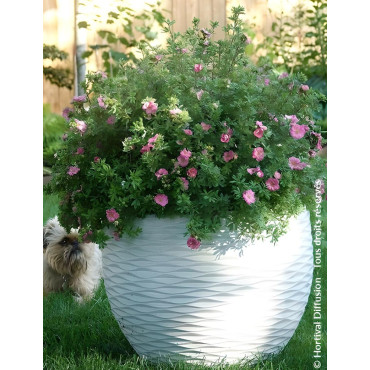 POTENTILLA fruticosa DOUBLE PUNCH® PINK - Potentille