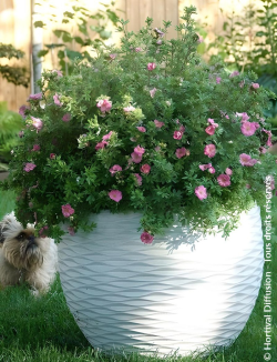 POTENTILLA fruticosa DOUBLE PUNCH® PINK - Potentille