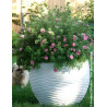 POTENTILLA fruticosa DOUBLE PUNCH® PINK - Potentille