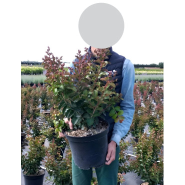 LAGERSTROEMIA En pot de 7-10 litres