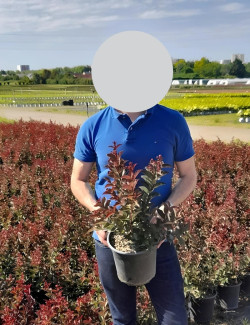 LAGERSTROEMIA En pot de 3-4 litres