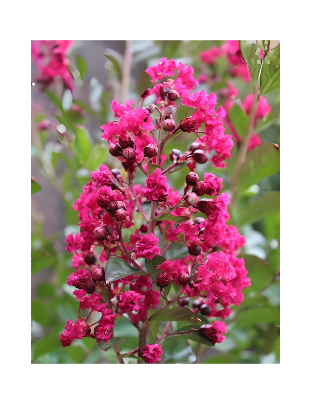 LAGERSTROEMIA BERGERAC - Lilas des Indes