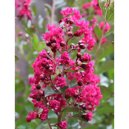 LAGERSTROEMIA BERGERAC - Lilas des Indes