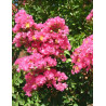 LAGERSTROEMIA BERGERAC - Lilas des Indes
