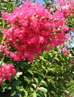 LAGERSTROEMIA GRAND CRU - Lilas des Indes