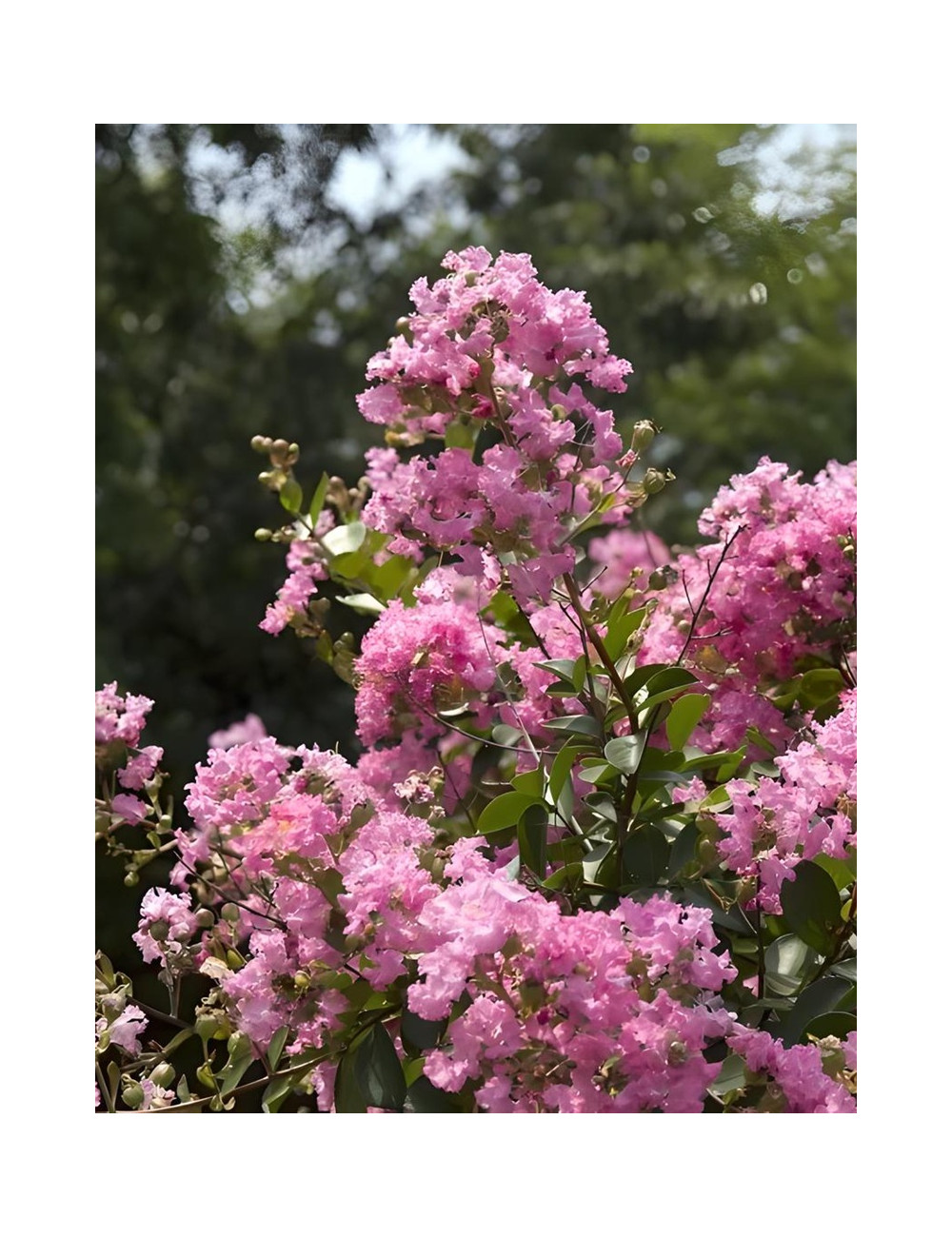 LAGERSTROEMIA JACQUELINE DESMARTIS - Lilas des Indes