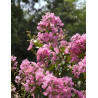 LAGERSTROEMIA JACQUELINE DESMARTIS - Lilas des Indes
