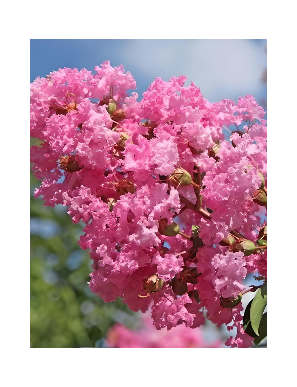 LAGERSTROEMIA JEANNE DESMARTIS - Lilas des Indes