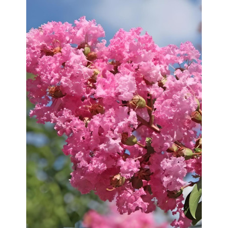 LAGERSTROEMIA JEANNE DESMARTIS - Lilas des Indes