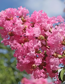 LAGERSTROEMIA JEANNE DESMARTIS - Lilas des Indes