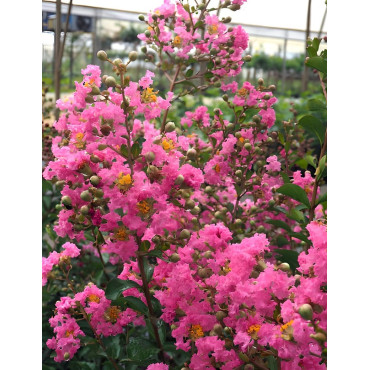 LAGERSTROEMIA LA MOUSSON - Lilas des Indes