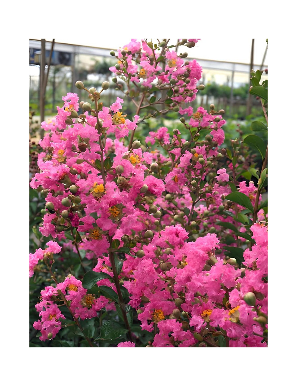 LAGERSTROEMIA LA MOUSSON - Lilas des Indes