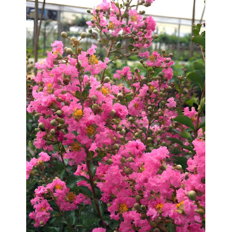 LAGERSTROEMIA LA MOUSSON - Lilas des Indes