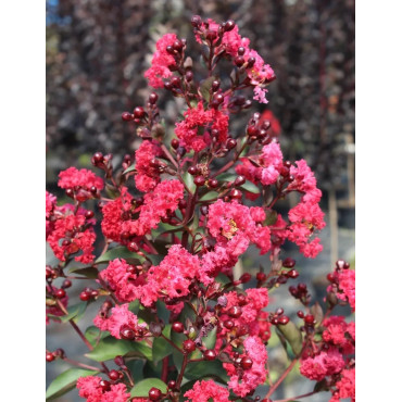 LAGERSTROEMIA MARGAUX - Lilas des Indes
