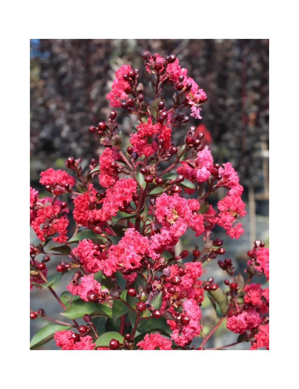 LAGERSTROEMIA MARGAUX - Lilas des Indes