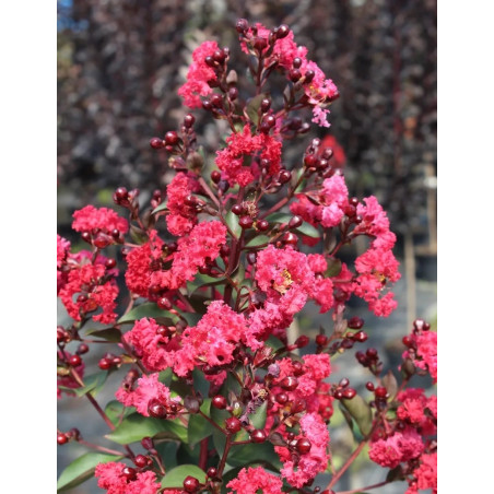 LAGERSTROEMIA MARGAUX - Lilas des Indes