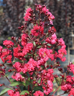 LAGERSTROEMIA MARGAUX - Lilas des Indes