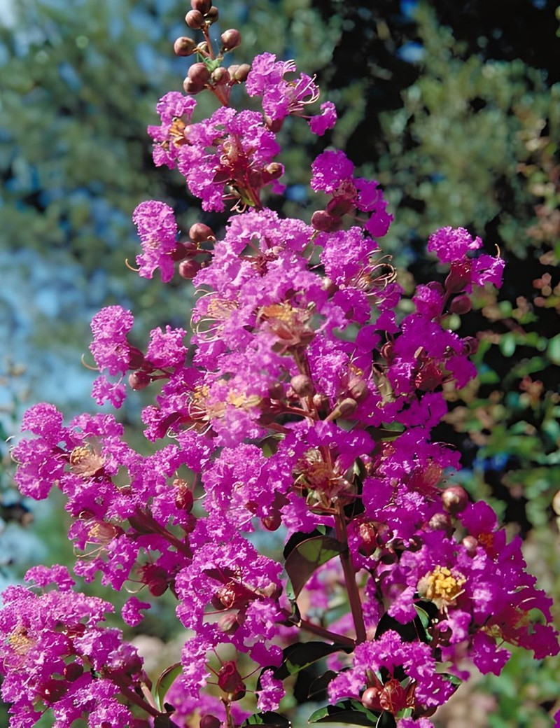 LAGERSTROEMIA PÉCHARMANT - Lilas des Indes