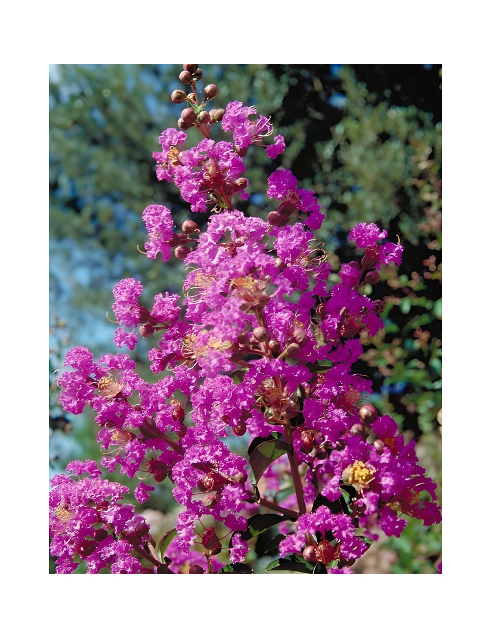 LAGERSTROEMIA PÉCHARMANT - Lilas des Indes