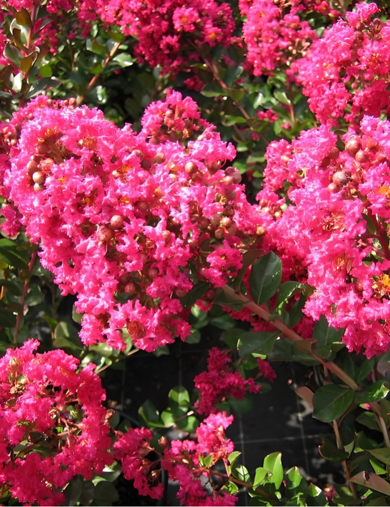 LAGERSTROEMIA PÉRIGORD POURPRE - Lilas des Indes