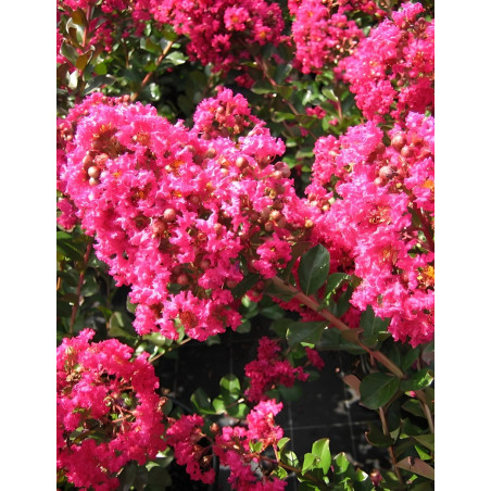 LAGERSTROEMIA PÉRIGORD POURPRE - Lilas des Indes