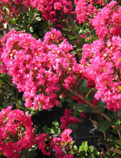 LAGERSTROEMIA PÉRIGORD POURPRE - Lilas des Indes