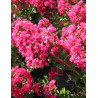 LAGERSTROEMIA PÉRIGORD POURPRE - Lilas des Indes