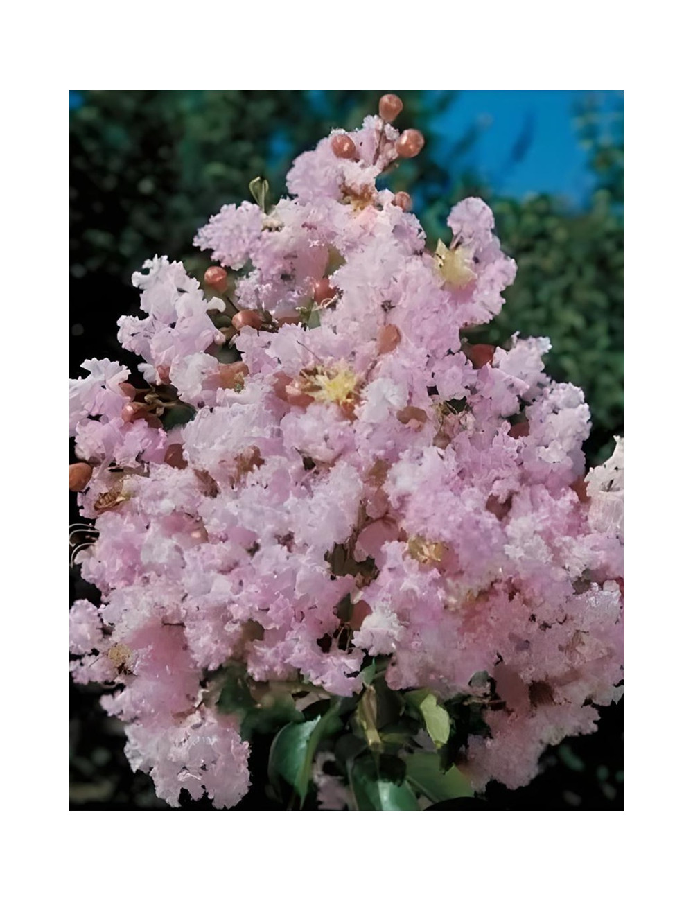 LAGERSTROEMIA SOIR D'ÉTÉ - Lilas des Indes