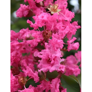 LAGERSTROEMIA ANDRÉ DESMARTIS - Lilas des Indes