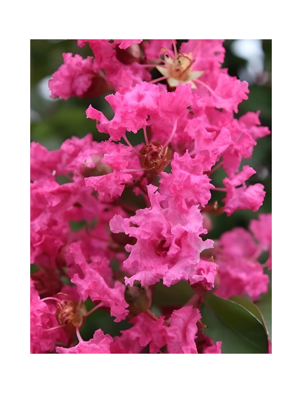 LAGERSTROEMIA ANDRÉ DESMARTIS - Lilas des Indes